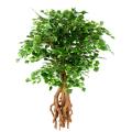 GINKGOBILOBA artificiel ROOT