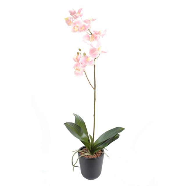 Phalaenopsis artificielle L*12