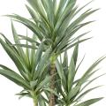 YUCCA Artificiel RAPIER