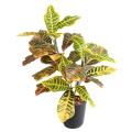 CROTON Artificiel *28