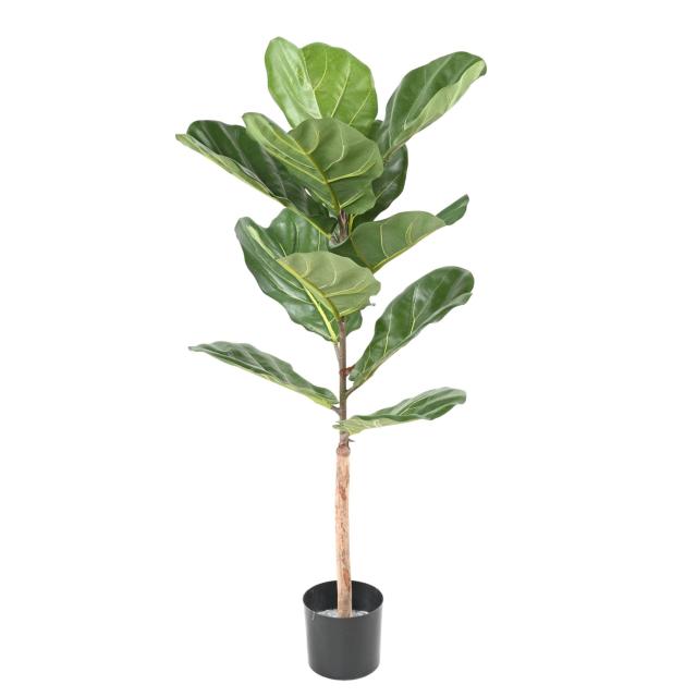 LYRATA Artificiel