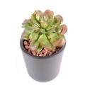 Succulente artificielle 15