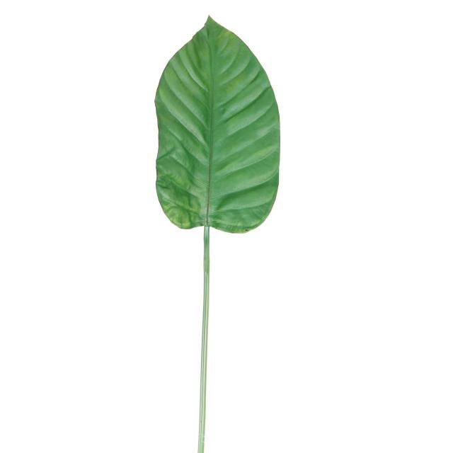 ALOCASIA Artificiel feuille 100