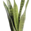 Sansevieria artificiel PIQUET MM
