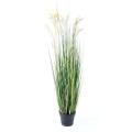 Papyrus Artificiel Scirpus Validus