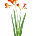 Freesia artificiel L