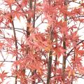 ARALIA Artificiel PE 180 UV (ERABLE)
