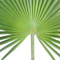 Palme artificielle PALMIER CAMERUS