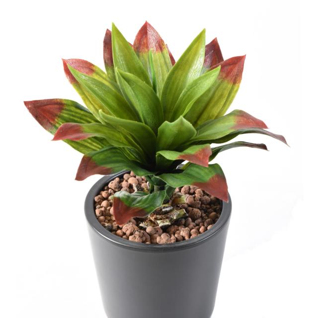 AGAVE artificielle 22