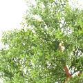 EUCALYPTUS Artificiel TREE UV