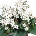 Kalanchoe artificiel