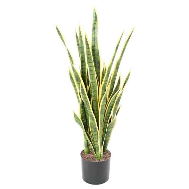 SANSEVIERIA Artificiel