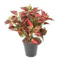 COLEUS Artificiel DENTELLE