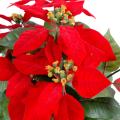 Poinsettia artificiel*9