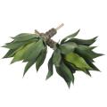 AGAVE Artificielle L