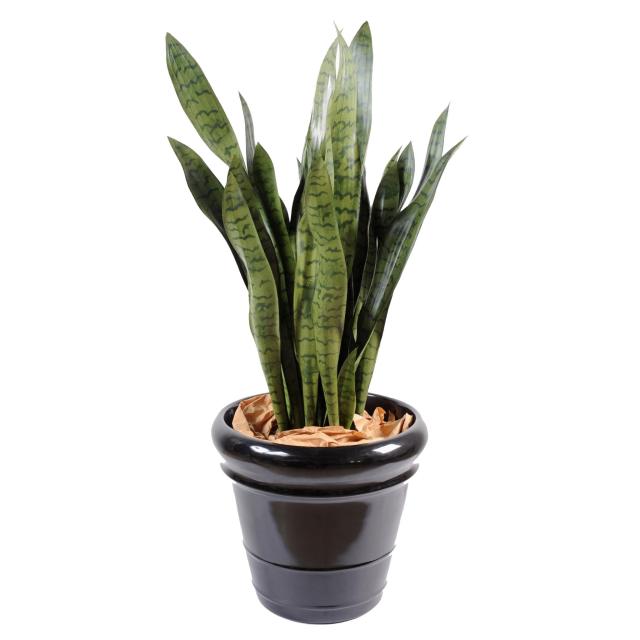 Sansevieria artificiel LARGE