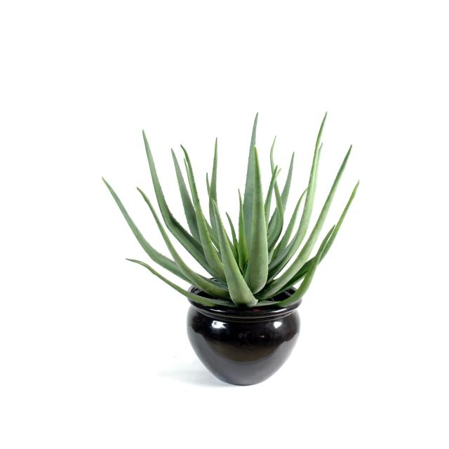 Aloevera artificielle