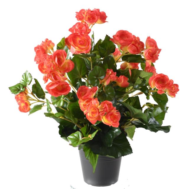 Begonia artificiel*92