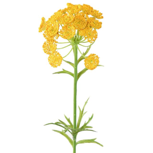 DAUCUS Artificiel