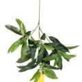 MANGUIER Artificiel SPRAY