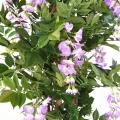 GLYCINE artificielle