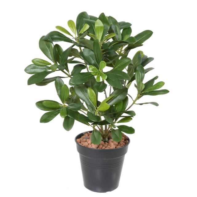 Pittosporum Artificiel en Piquet
