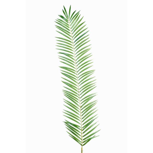 Phoenix Grande Palme Artificielle