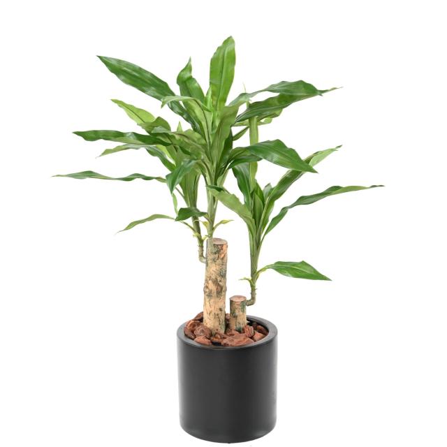 DRACAENA Artificiel FRAGRANS STUD