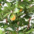Citronnier Sunny
