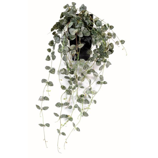 Ceropegia artificiel (chaine des cœurs)