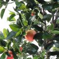 Pommier artificiel