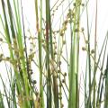 BERRY artificiel ONION GRASS