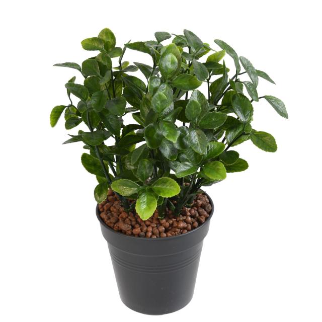 Berberis Artificiel en Piquet
