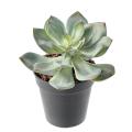 SUCCULENTE Artificielle *25