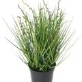 Berry Onion Grass artificiel