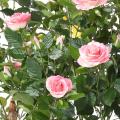 ROSIER ROYAL Artificiel
