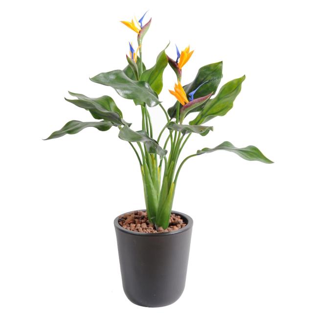 Strelitzia PLAST Sans Pot