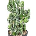CACTUS artificiel 35