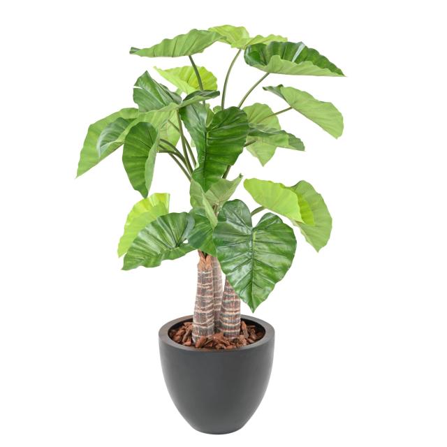 ALOCASIA Artificiel