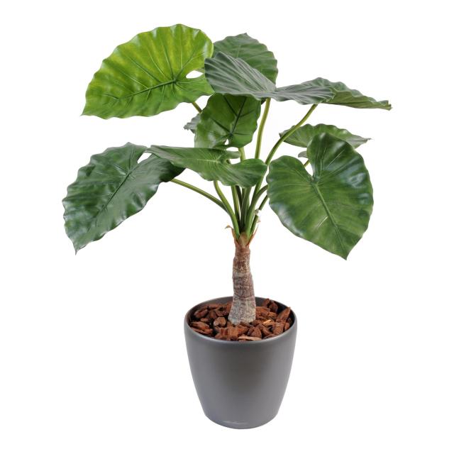 Alocasia Calidora Artificiel 1 Tronc