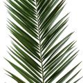 Palme artificielle PHOENIX CANARIENSIS