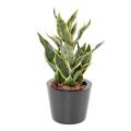 SANSEVIERIA Artificiel MASONIANA 66