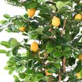 Citronnier Sunny