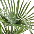 Livistonia artificiel