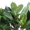 Cyathistipula artificiel POT