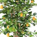 Citronnier Sunny