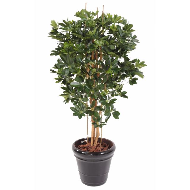 Schefflera artificiel