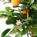 Citronnier Sunny