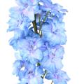 DELPHINIUM Artificiel