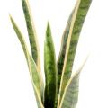 Sansevieria artificiel PIQUET GM